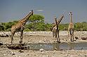 213 Etosha NP, giraffen en gieren